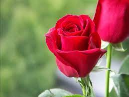 Check spelling or type a new query. Red Rose Love Hd Image Download 1024x768 Wallpaper Teahub Io
