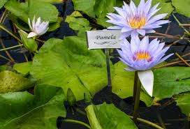 Image result for Nymphaea
