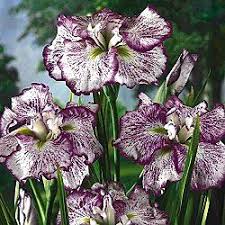 Freckled Geisha Japanese Iris 8 Our Very Favorite Japanese Iris Each Large 5 6 Flower Is A True Work O Japanese Iris Sun Perennials Japanese Garden Plants