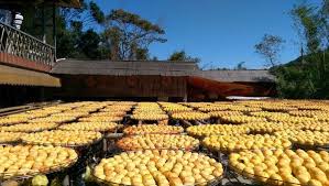 味衛佳柿餅觀光農場 台灣最美風景 新竹新埔 二訪 cafe ya 痞客邦 food vegetables