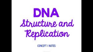Structure dna and replication worksheet answers awesome business ib dna structure replication review key 2 6 2 7 7 1 lovely dna the double helix worksheet they need to be excited about learning about these molecules and. Old Unit 4 Dna Structure And Replication Notes Youtube