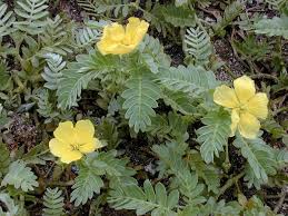 Image result for Cissus faucicola