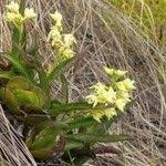 Image result for Polystachya tenuissima