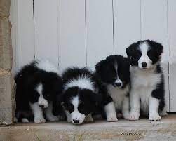 Pin On Border Collie