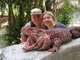 Black And White Tegu Lizard Sc Pin De Mark Johnson Em Reptiles Animais Selvagens Anfibios Animais