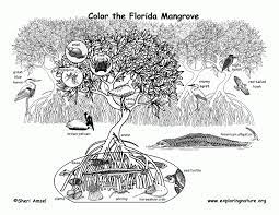 Use crayola® crayons, colored pencils, or markers to color the florida page. 7 Pics Of Florida State Animal Coloring Page Florida State Bird Coloring Home