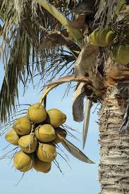Maybe you would like to learn more about one of these? Coconut Description Uses Facts Britannica