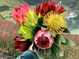 The king protea is south africa's national flower, and the proteaceae family encompasses a wide variety of flowers and leaves. Proteas De La Sabana Vendemos Proteas
