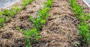 Maybe you would like to learn more about one of these? Grass Clippings As Mulch Pros And Cons