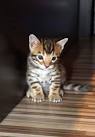 DomesticSale: free baby kittens bengal
