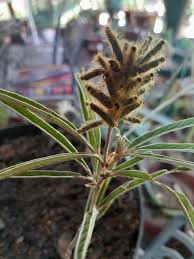 Image result for Eriosema burkei