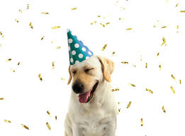 417 Happy Birthday Labrador Stock Photos Pictures Royalty Free Images Istock