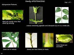 Image result for Apocynaceae subfamily Periplocoideae