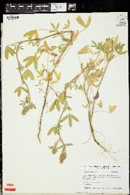 Image result for Trifolium purseglovei