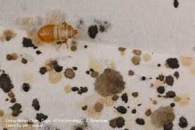 Image result for bed bugs eggs