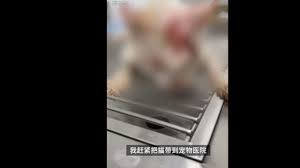 I dont know what to think about it if it was on purpose or if he knew the kitten would die or what? China S State Media Calls For Animal Abuse To Be Illegal After Cat And Unborn Kittens Killed By Boiling Water The Star