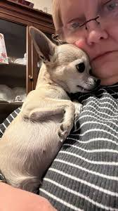 Lost Dog in Taunton MA