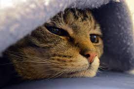 Initially, the cancerous growth is confined to the duct or lobule (in situ) where it generally causes no symptoms and has minimal potential for spread (metastasis). Cats Get Breast Cancer Too And There S A Lot We Can Learn From It Science Smithsonian Magazine