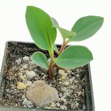 Image result for Monadenium pedunculatum