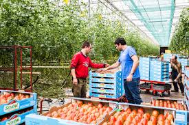Trois tonnes de tomates abandonnées aux abords d'un champ de maïs à briec, dans le secteur du pénity. Agriculteurs De Bretagne David Potereau L Oeil De Paco
