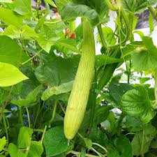 Image result for Cucumis