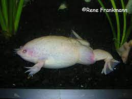 One exception is the albino african clawed frog, which is caught and sold as pets. Illness And Treatment Pipidae Org