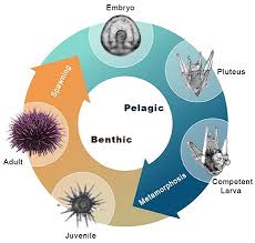 Select All The Correct Images, Which Organisms Undergo Carnegie Stages?
