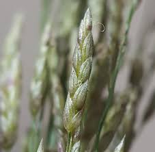 Image result for Eragrostis tef