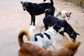 E' stata uccisa da un branco di cani. R4ct Wv5ifdqum