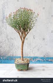 Image result for Crassula sarcocaulis