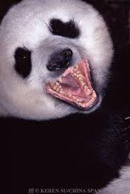 Giant Panda Mouth Open Showing Teeth Wolong Sichuan China Panda Animal Faces Giant Panda