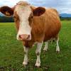 Even though it is not officially, many vietnamese people accepted that water buffalo is the national animal of vietnam. Https Encrypted Tbn0 Gstatic Com Images Q Tbn And9gctgn 9sbhumlrsptbv9 Uj8uh9wdxmuksqlkf3yxtkl26jwetwq Usqp Cau