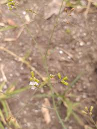 Image result for Boerhavia erecta