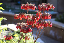 Image result for Kalanchoe rotundifolia