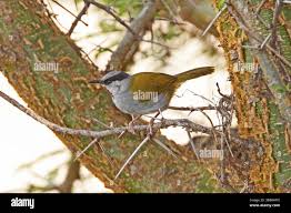 Image result for Eminia antennulifera