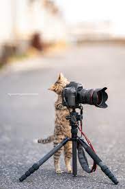 Ryostory1124 On Twitter In 2021 Cat Camera Cool Pets Best Camera For Photography