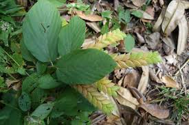 Image result for Flemingia strobilifera