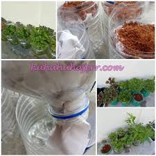 Misalnya botol bekas, gelas air mineral, atau pun. Tanaman Hidroponik Dalam Botol Senang Dan Jimat Blog Santai Santai Jerr