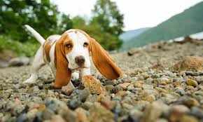 Find your new family member today, from dedicated breeders near you. Basset Hound Dog Breed Information Dognutrition Com
