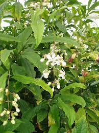 Image result for Clerodendrum abilioi