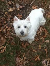 List of coordinators by state (pdf). Wisconsin Westie Rescue Home Facebook