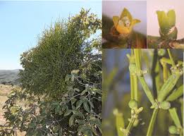 Image result for Viscum shirense