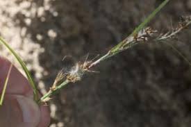 Image result for Scleria mikawana