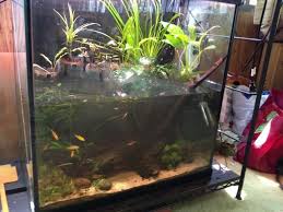 New 30gallon Tall Riparium Page 4 Aquascape Cool Pictures Aquarium