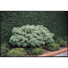 Normally growing as tall as it gets wide, pittosporum forms an upright round head, looking dense thanks to the leaves being whorled around the branches with a slight recurve. 2 Quart White Variegated Pittosporum Foundation Hedge Shrub In Pot L10907 In The Shrubs Department At Lowes Com