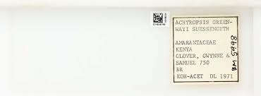 Image result for Achyropsis