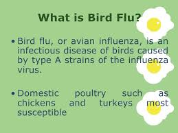 The symptoms of bird flu in humans are similar to those of regular influenza and include these could be used if a person developed symptoms after possible exposure to bird flu, or to prevent. Bird Flu