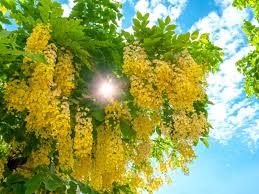 Image result for Cassia thyrsoidea