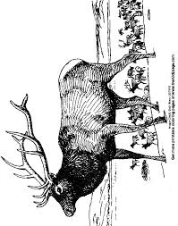 Elk coloring page elk hunting coloring pages. Bull Elk Coloring Pages Printable Coloring Pages For All Ages Coloring Home