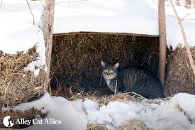 It's cold today in miami. Ten Winter Weather Tips For Outdoor Cats Alley Cat Allies